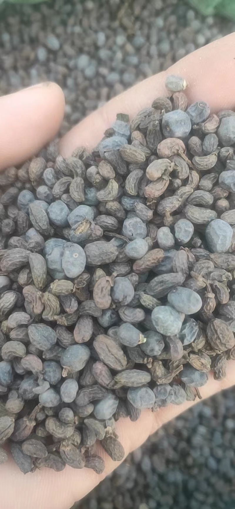 女贞籽大量供应，一手货源，价格优惠，可视频看货