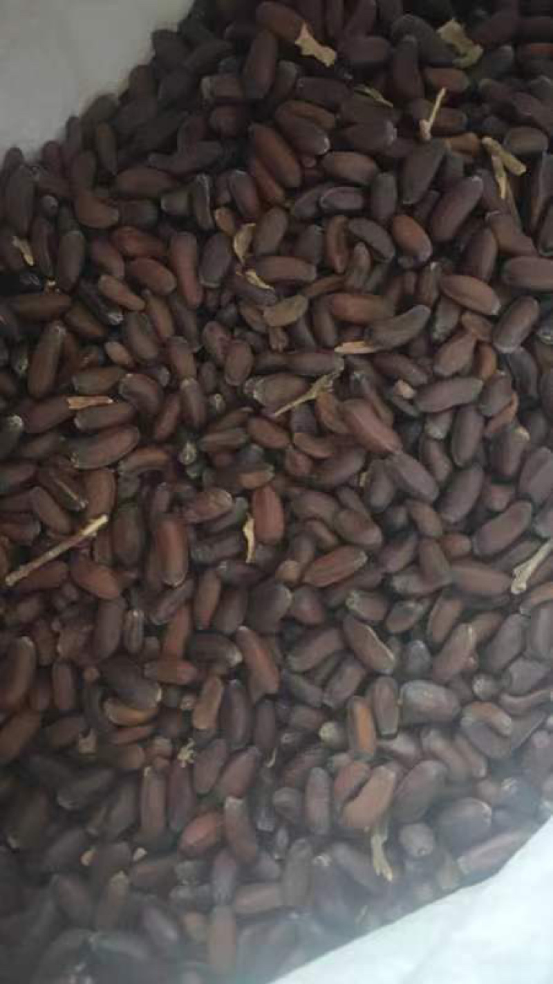 腊梅籽大量供应，一手货源，产地直发，价格优惠，欢迎采购