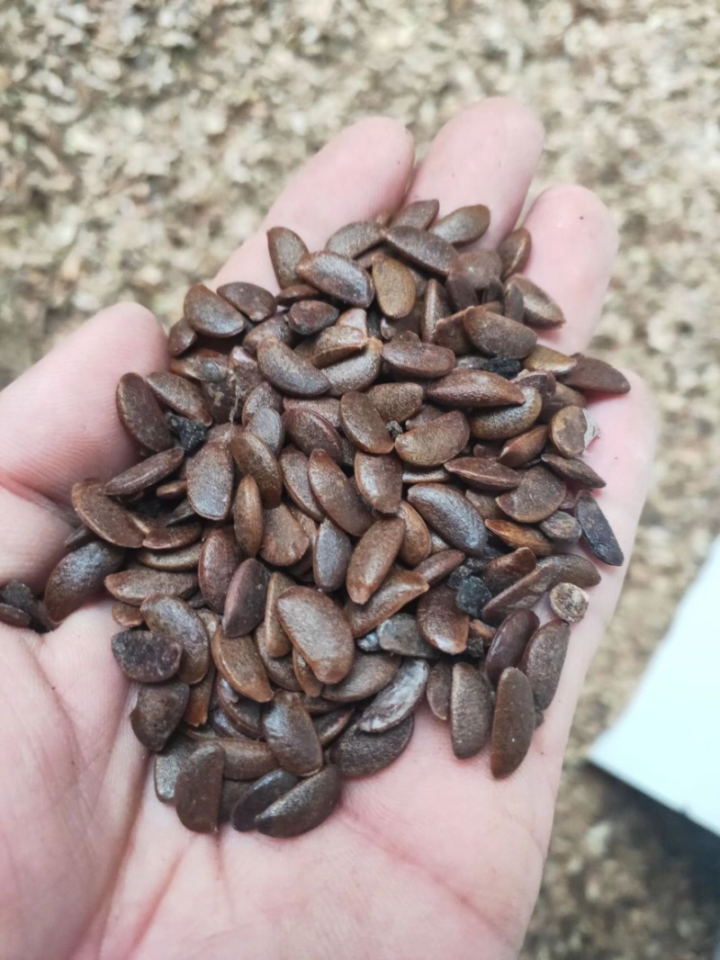 软枣籽大量供应，一手货源，产地直发的，欢迎采购
