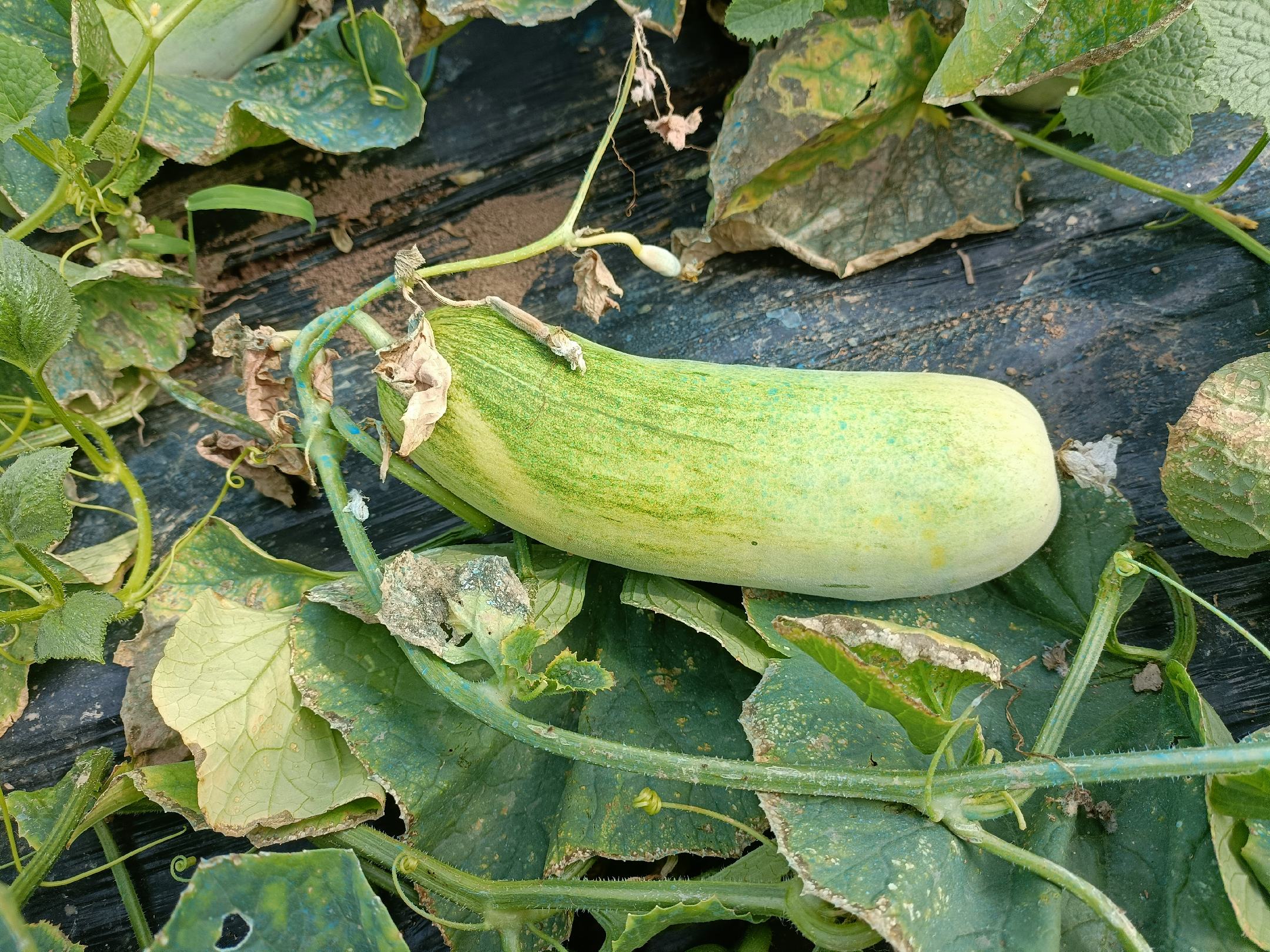 甜瓜红蜘蛛危害症状及防治操作图