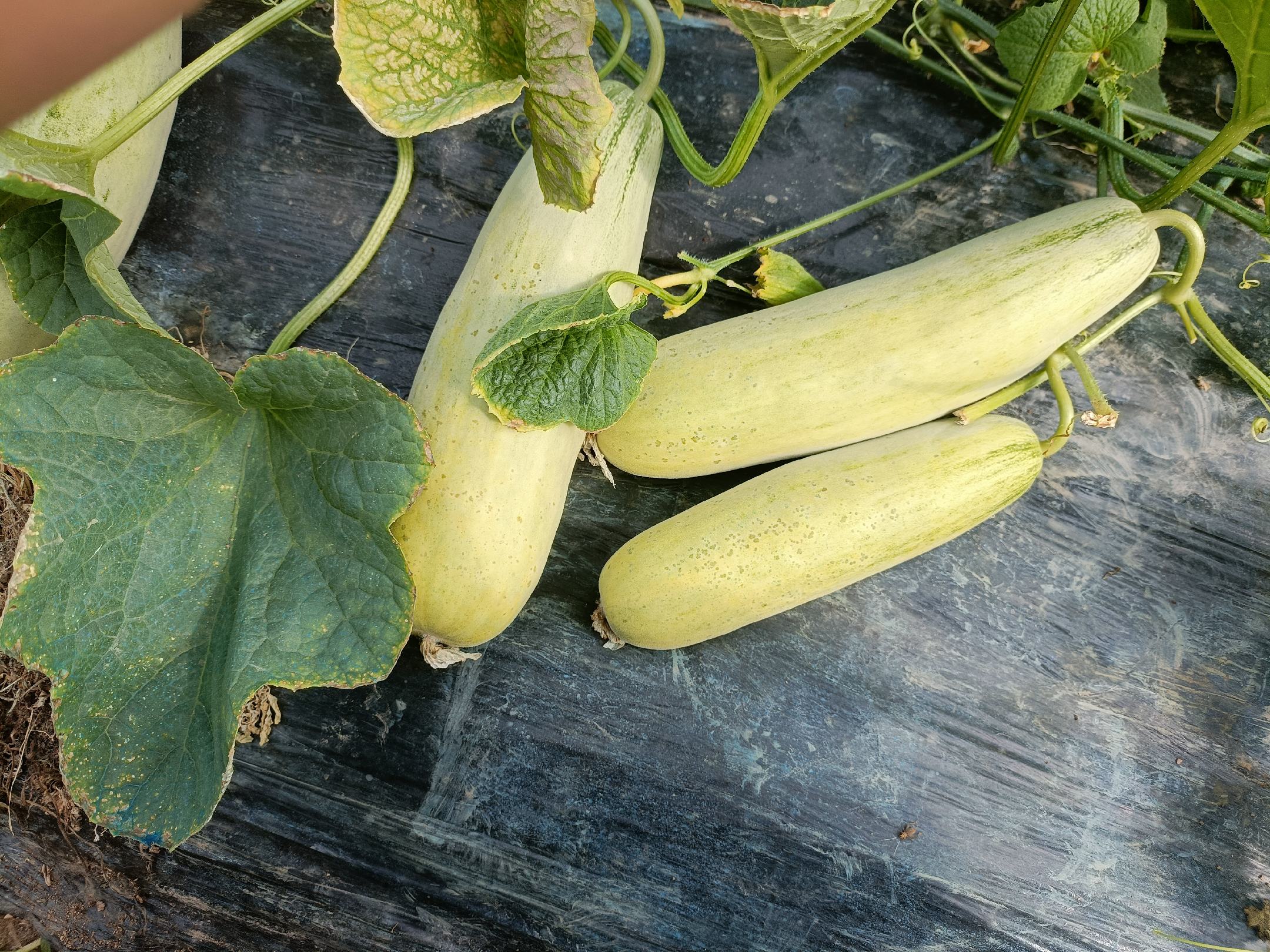 不同成熟阶段的木瓜对比图