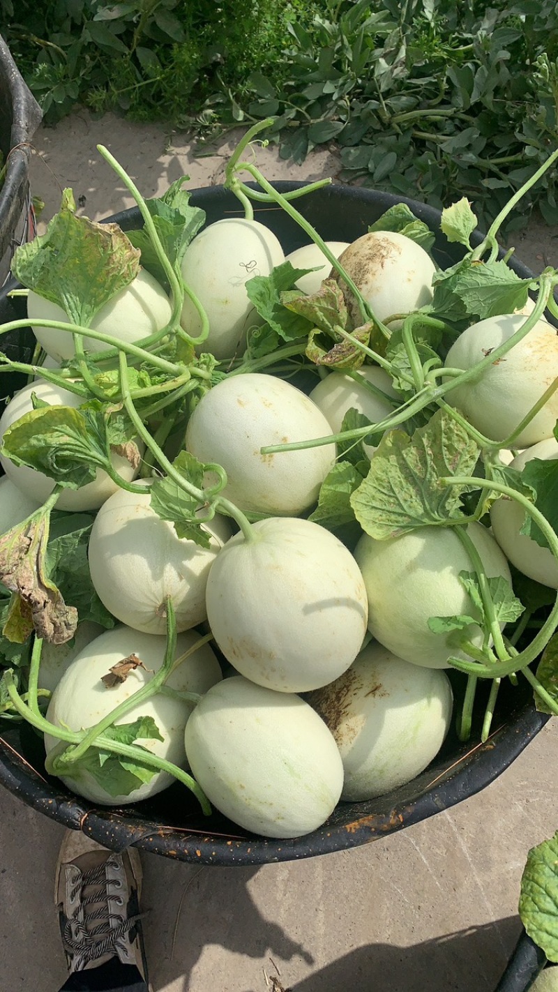 正宗南汇玉姑，软糯香甜，目前成熟周期40+糖度16。