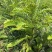 余甘子苗甜橄榄苗袋装嫁接苗地径0.8以上甜橄榄柿饼甜橄榄