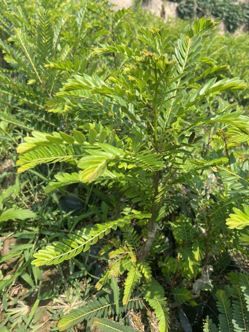 余甘子苗甜橄榄苗袋装嫁接苗地径0.8以上甜橄榄柿饼甜橄榄
