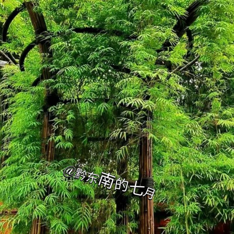 藤竹名贵爬行竹名贵奇竹小区公园阳台名贵竹