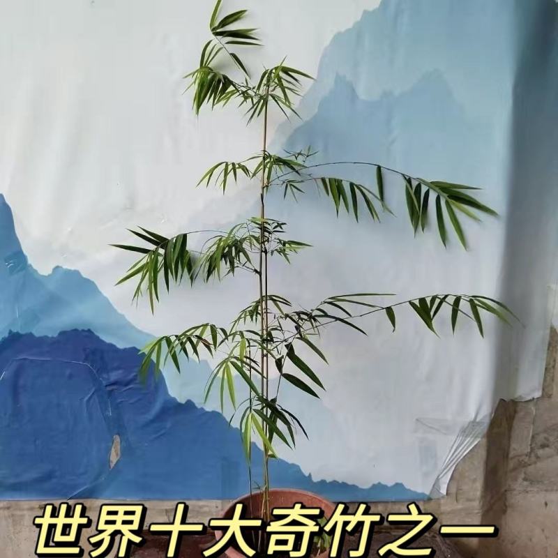 藤竹名贵爬行竹名贵奇竹小区公园阳台名贵竹