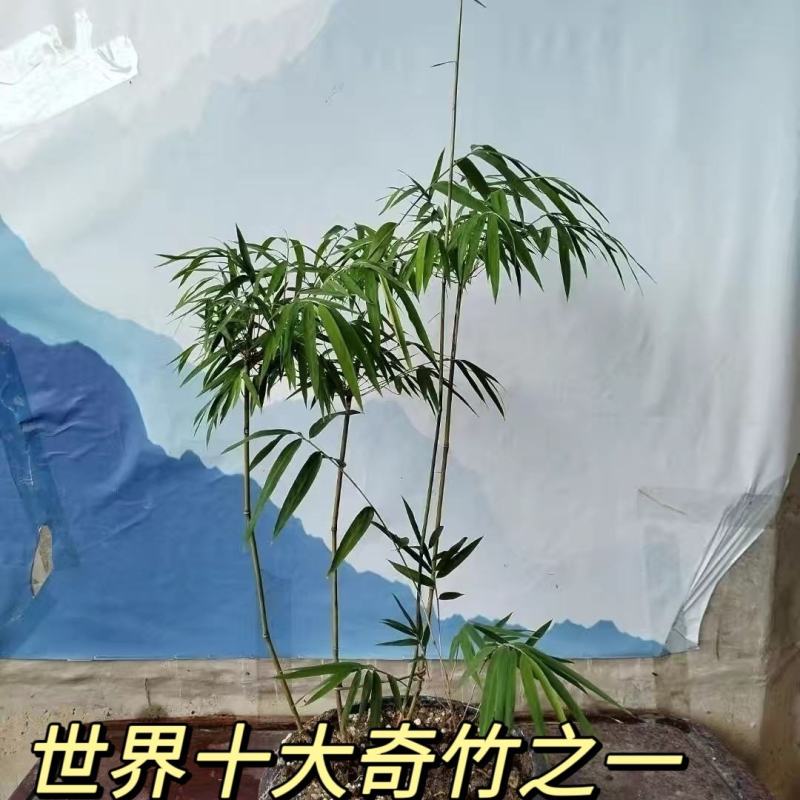藤竹名贵爬行竹名贵奇竹小区公园阳台名贵竹