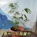 藤竹名贵爬行竹名贵奇竹小区公园阳台名贵竹