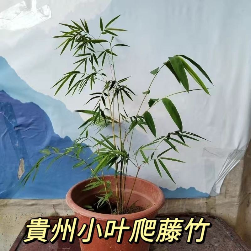 藤竹名贵爬行竹名贵奇竹小区公园阳台名贵竹
