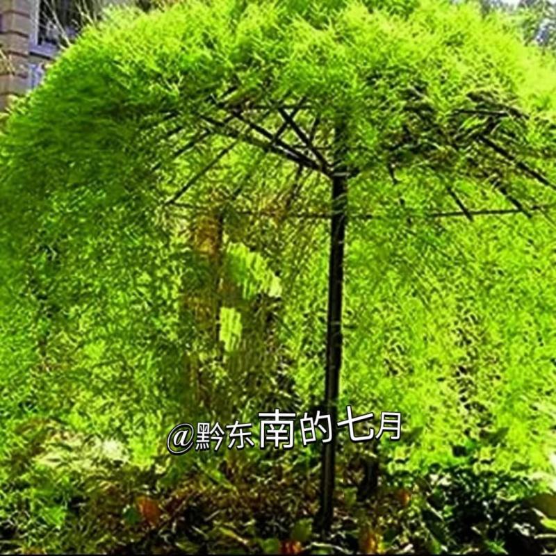 藤竹名贵爬行竹名贵奇竹小区公园阳台名贵竹