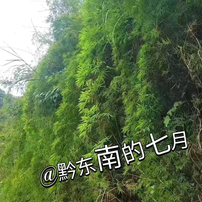 藤竹名贵爬行竹名贵奇竹小区公园阳台名贵竹