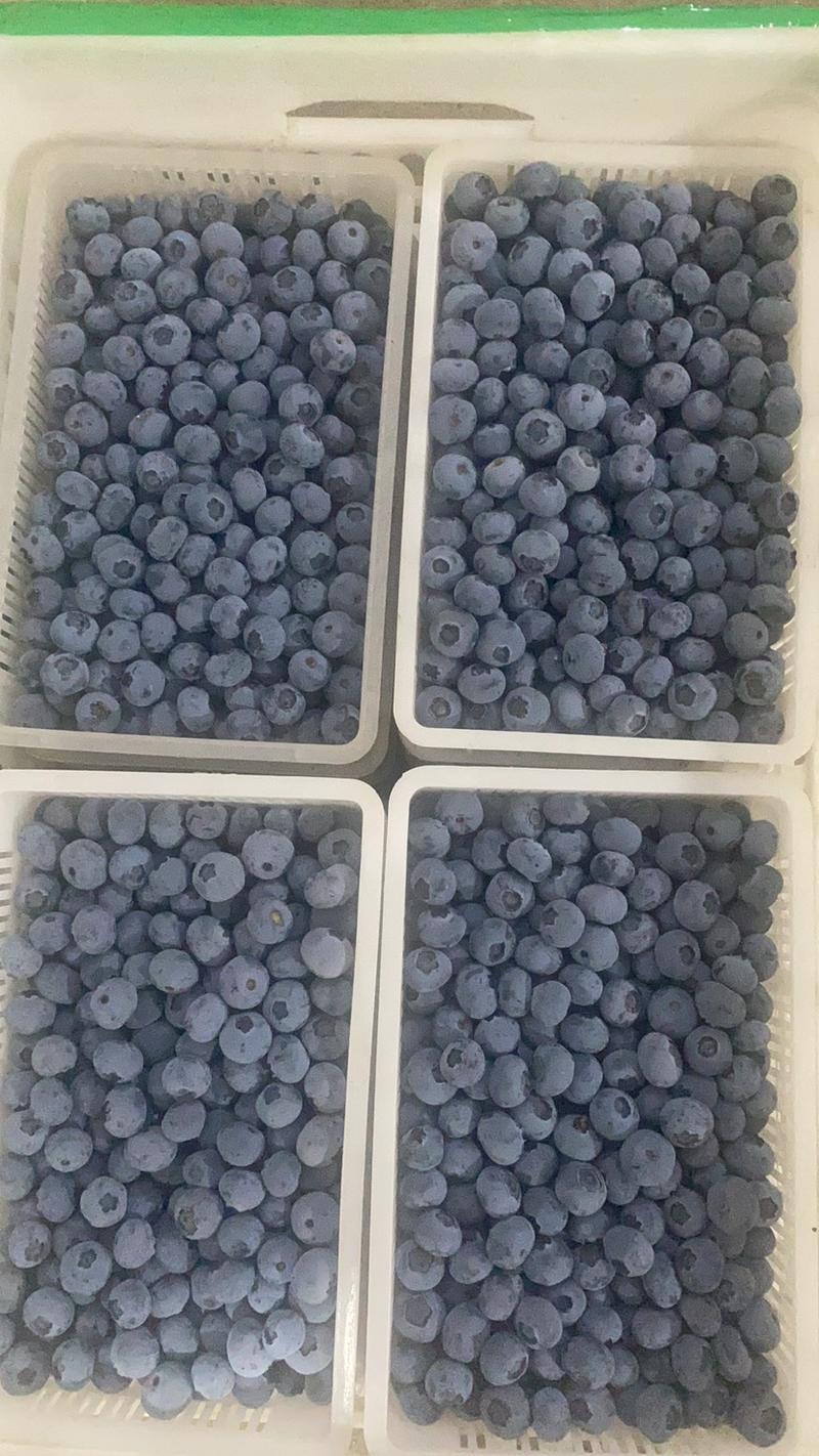 丹东蓝莓大量上市、各种品种都有货、质量好、货源充足
