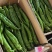 【新货上市】河北本地鲜辣椒大量供应可视频看货量大优惠欢迎联系