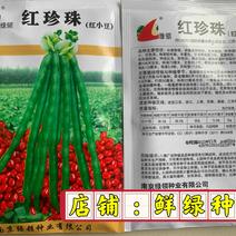 绿领红珍珠红豆红小豆种子生长稳健商品性好不裂荚