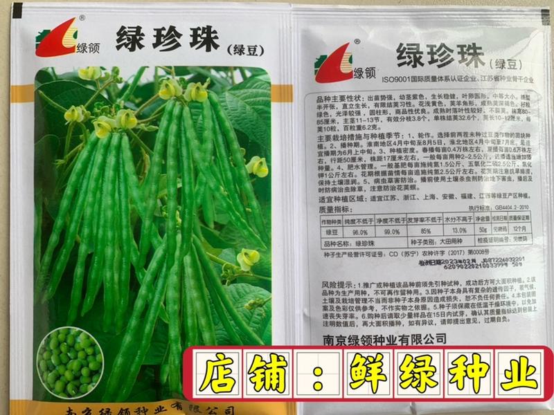 绿领绿珍珠绿豆种子籽粒绿色光泽较强不裂荚商品性优