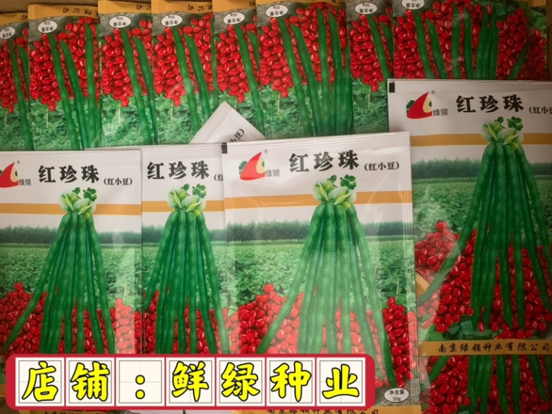 绿领绿珍珠绿豆种子籽粒绿色光泽较强不裂荚商品性优