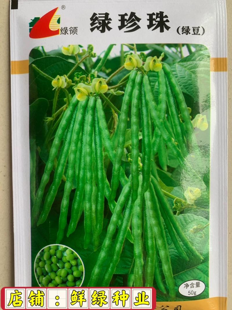 绿领绿珍珠绿豆种子籽粒绿色光泽较强不裂荚商品性优