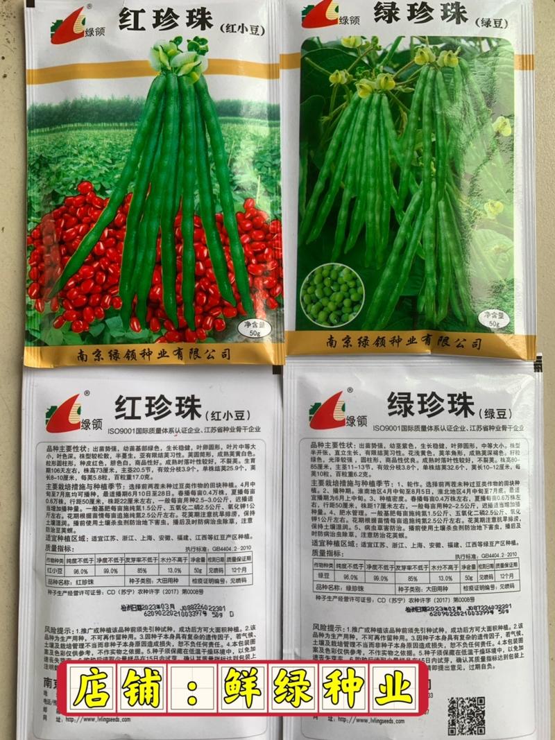绿领绿珍珠绿豆种子籽粒绿色光泽较强不裂荚商品性优