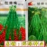 绿领绿珍珠绿豆种子籽粒绿色光泽较强不裂荚商品性优