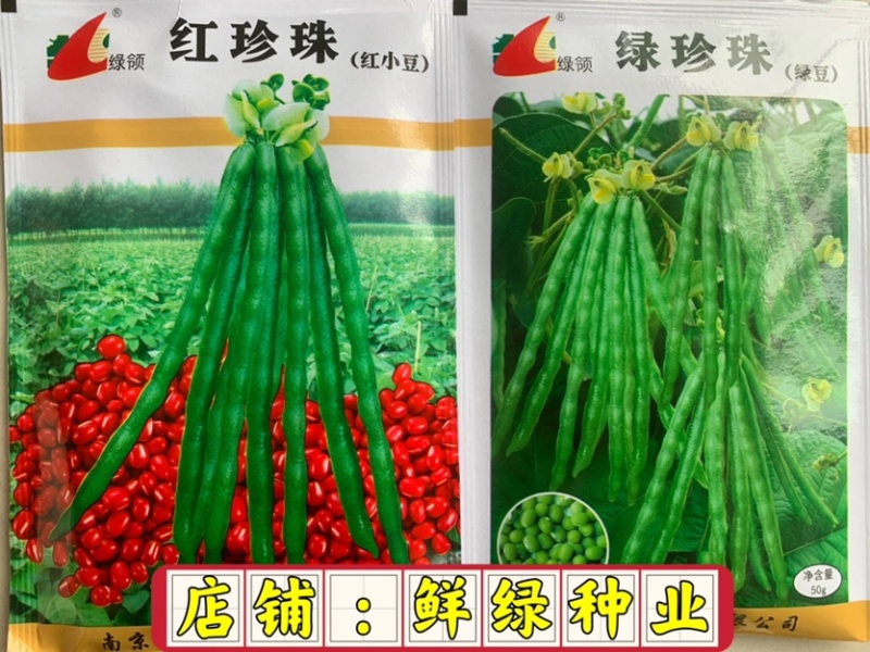 绿领绿珍珠绿豆种子籽粒绿色光泽较强不裂荚商品性优