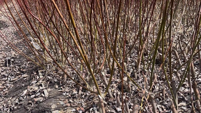 高山柳柳树规格齐全高原种植成活率高