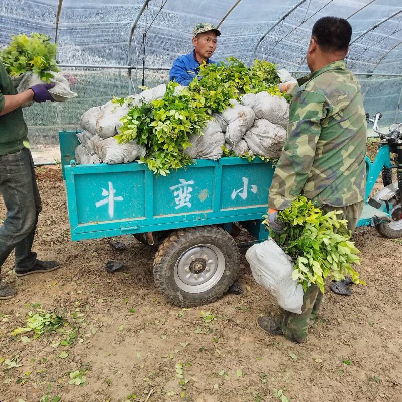 【热卖】山东潍坊金森女贞大叶女贞全国发货欢迎来电联系