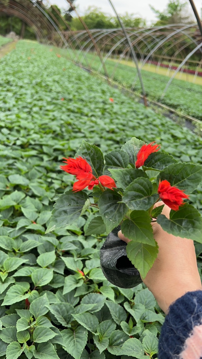 一串红