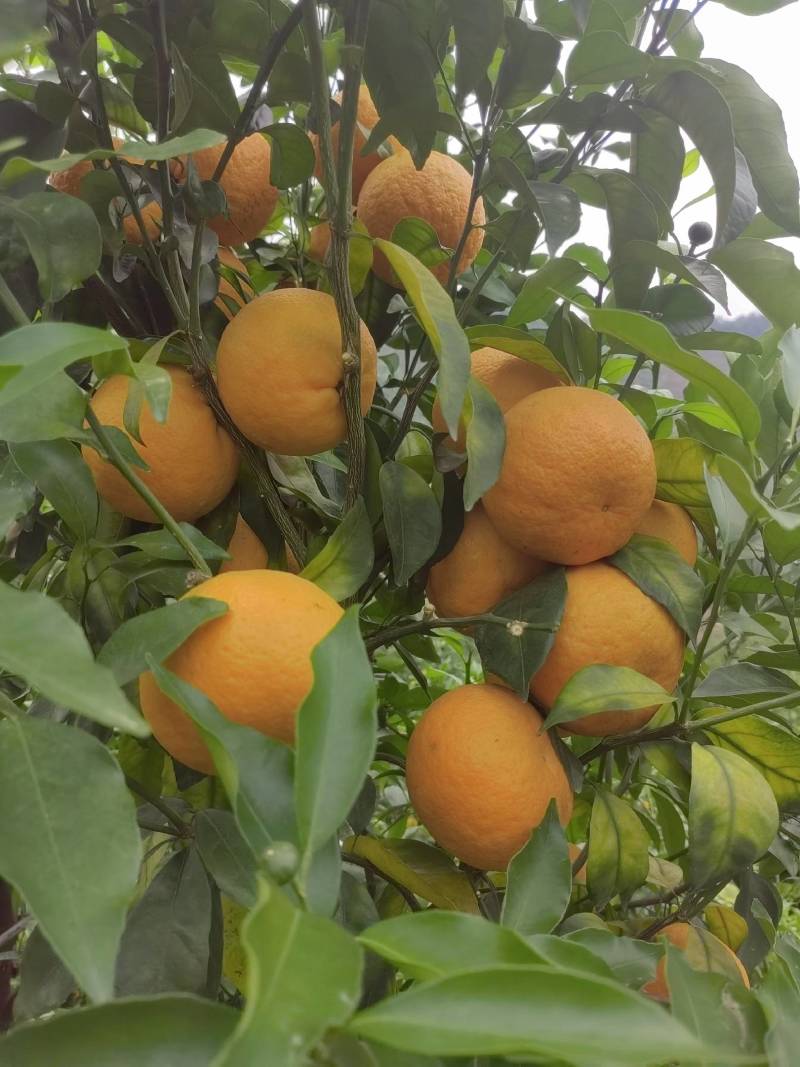 沃柑