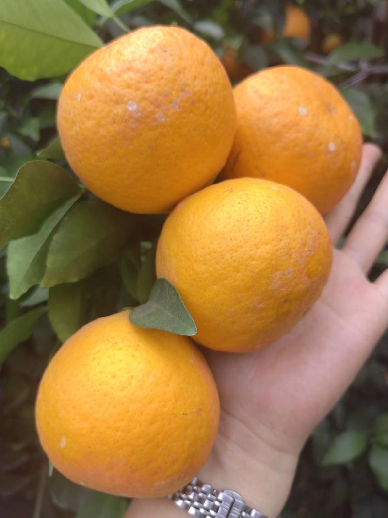 沃柑