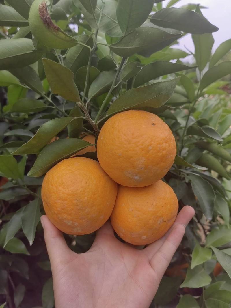 沃柑