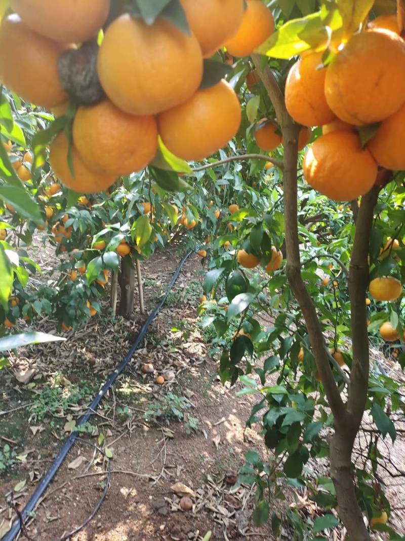 沃柑