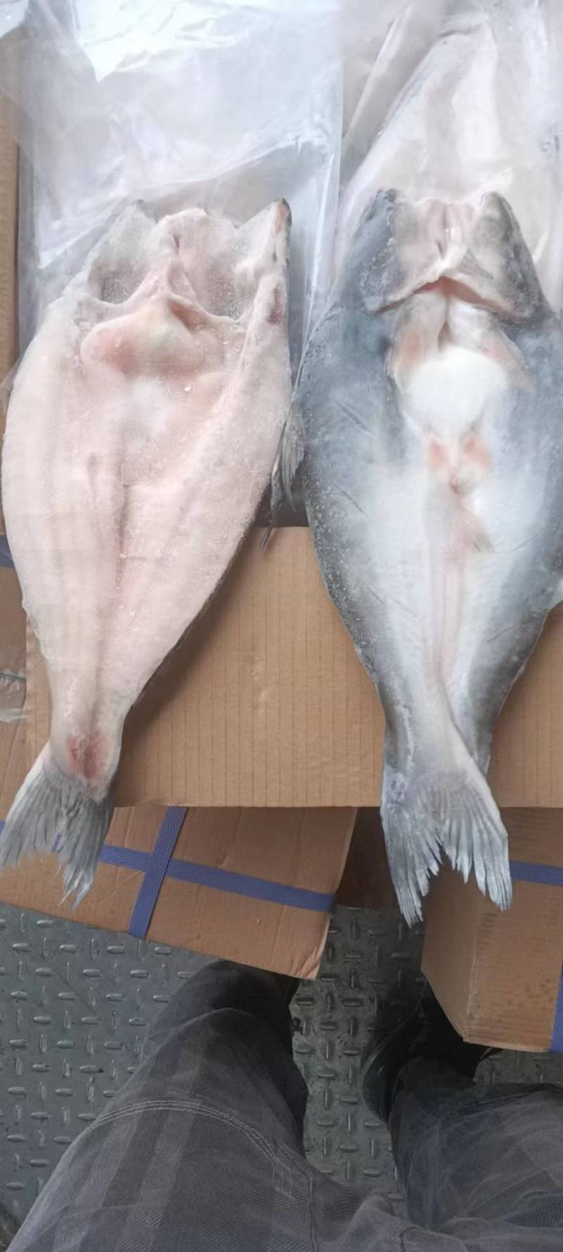 国产开背巴沙鱼