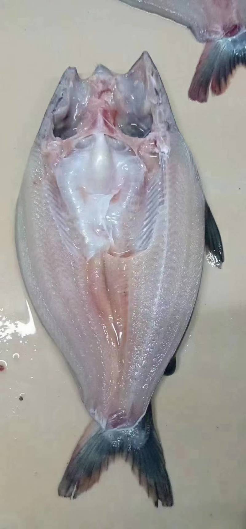 国产开背巴沙鱼