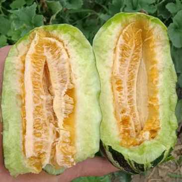 博洋9号甜瓜