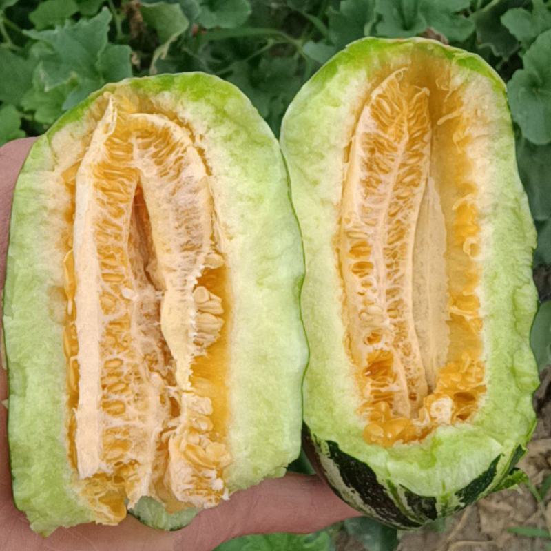 博洋9号甜瓜