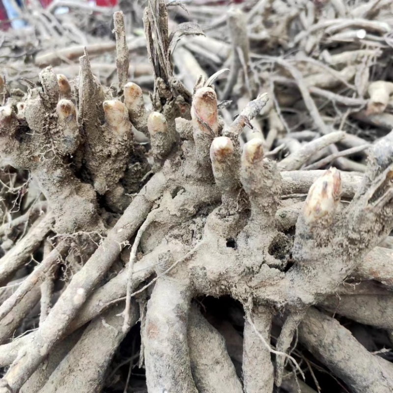 芍药种球大量供应，一手货源，产地直发，价格优惠
