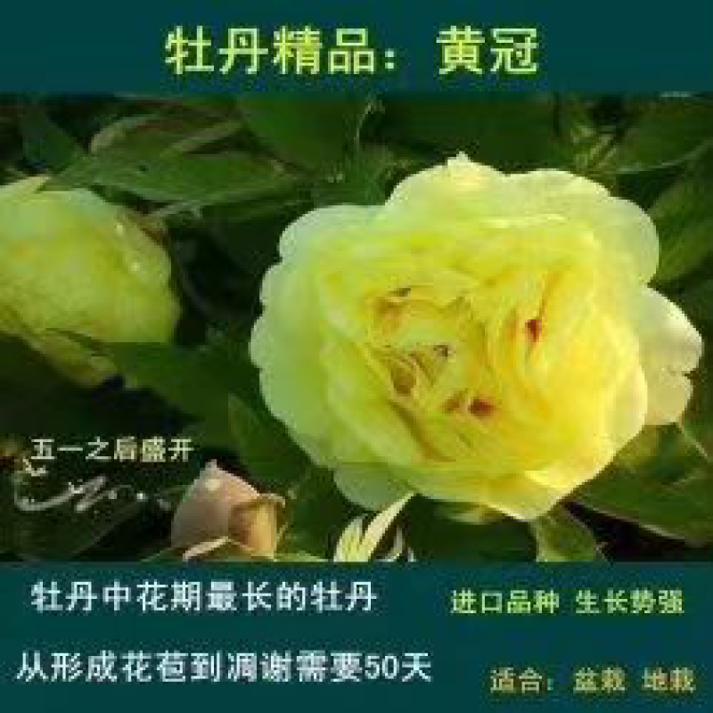 【牛商推荐】黄冠牡丹价格优惠大量供应全国新老客商保证品质