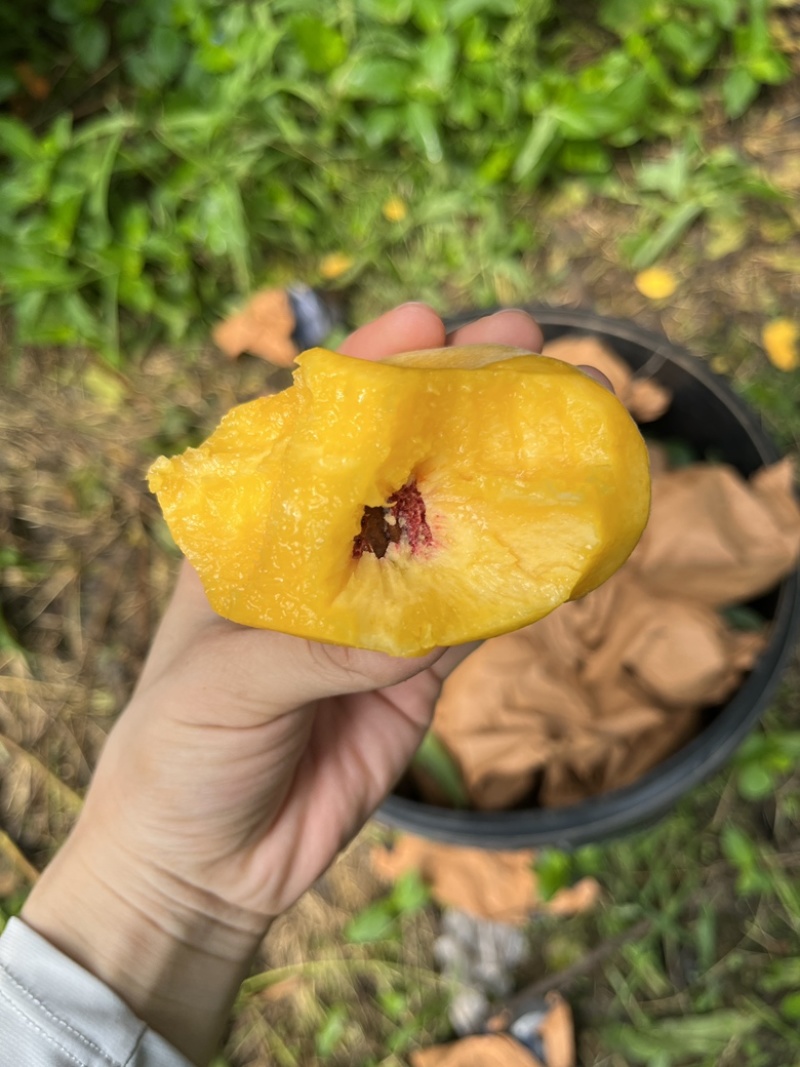 黄毛蟠桃也可一件代发