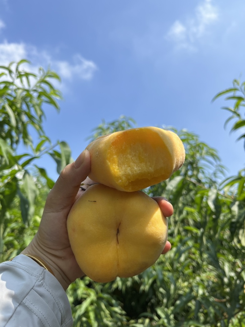 黄毛蟠桃也可一件代发