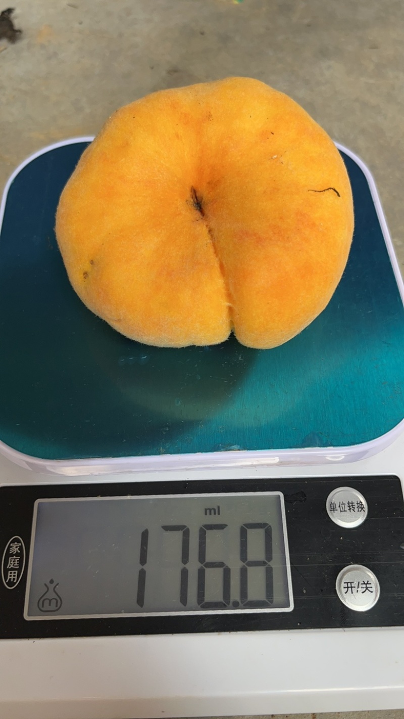 黄毛蟠桃也可一件代发