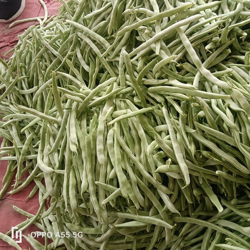 白不老芸豆大量上市中