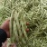 白不老芸豆大量上市中