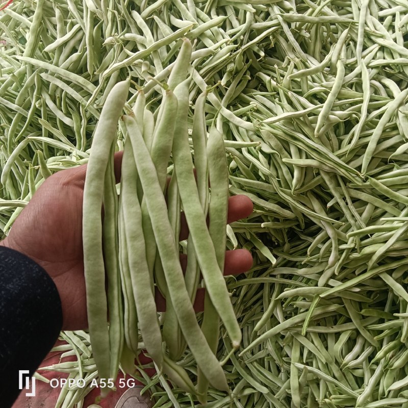 白不老芸豆大量上市中