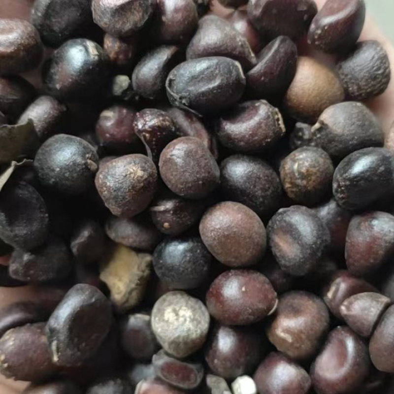 芍药种子大量供应，一手货源，产地直发，价格优惠
