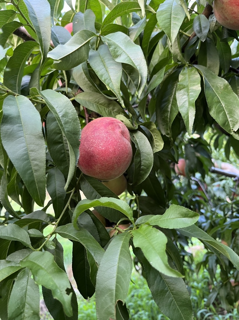 突围桃红桃也可一件代发