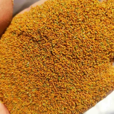 葶苈子大量供应，一手货源，产地直发，价格优惠，可采购