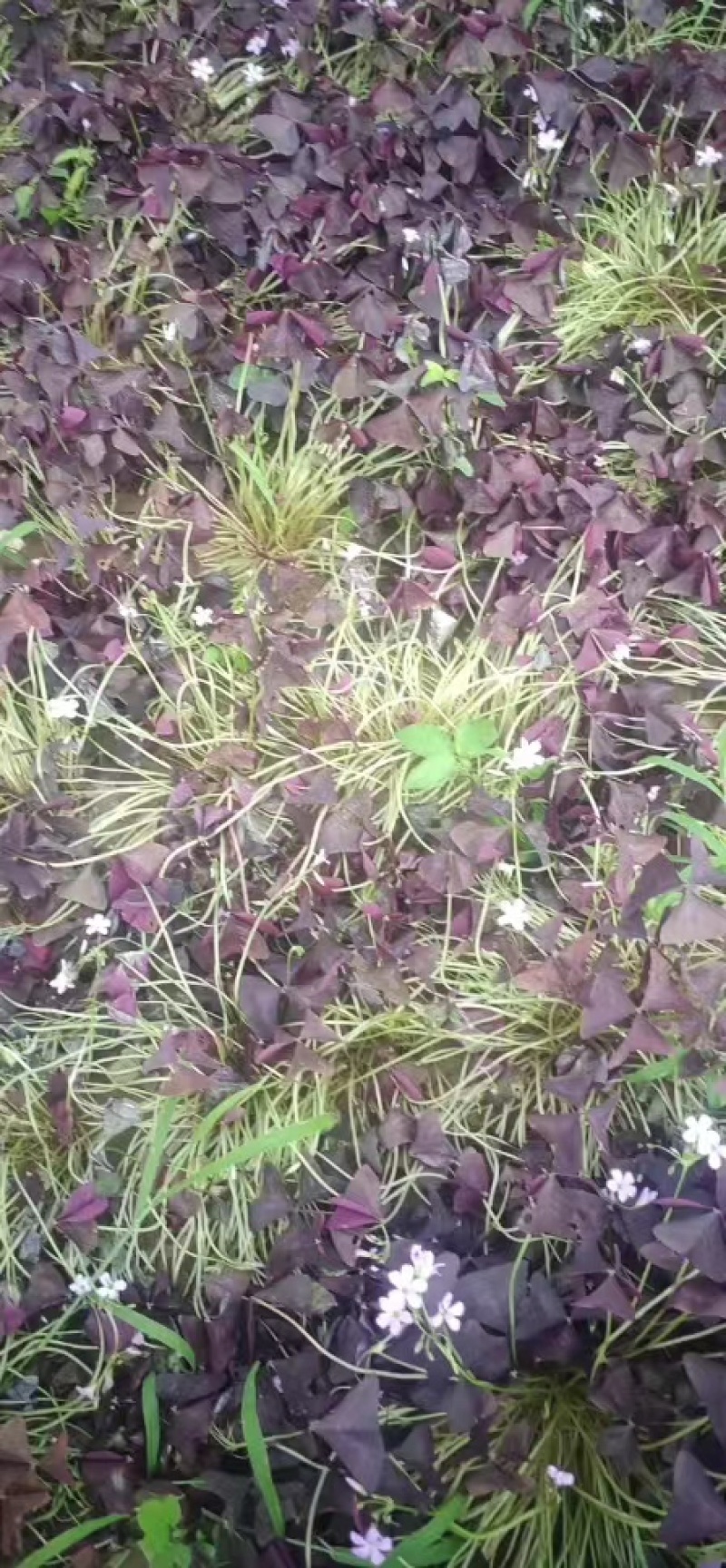 紫叶杂酱草种球一手货源，产地直发，价格优惠，欢迎采购