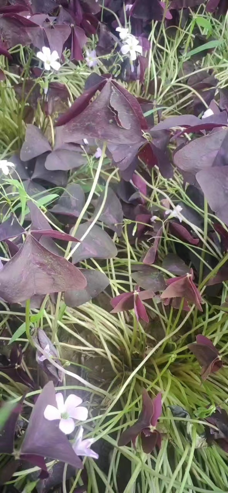 紫叶杂酱草种球一手货源，产地直发，价格优惠，欢迎采购