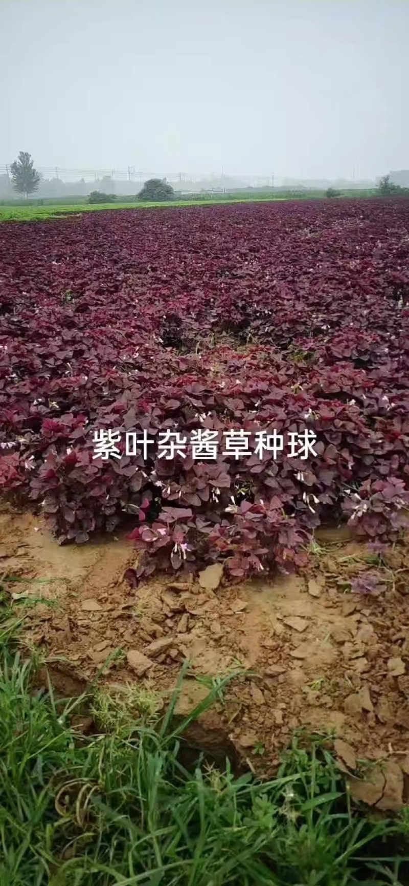 紫叶杂酱草种球一手货源，产地直发，价格优惠，欢迎采购
