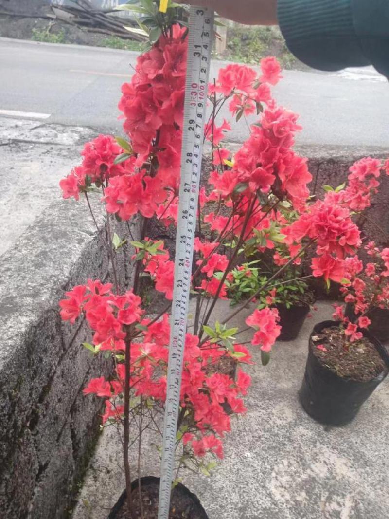 映山红杜鹃袋苗